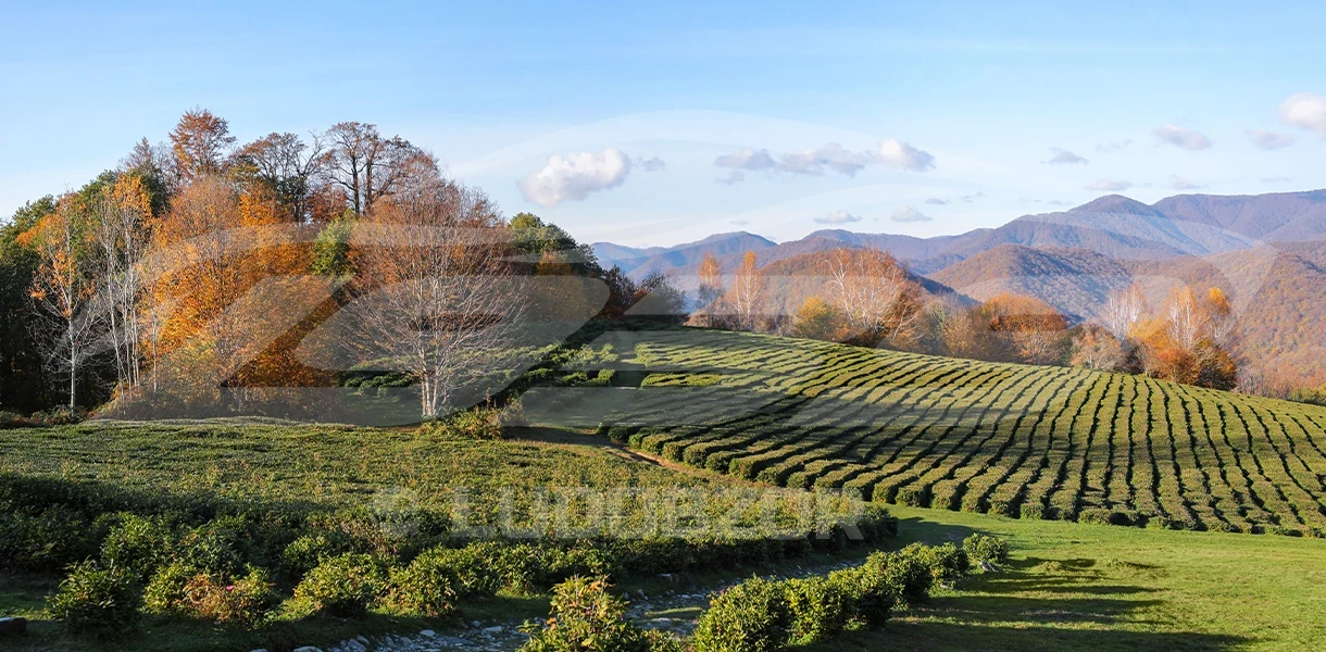 Что посетить в Сочи - 43